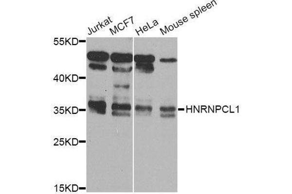 HNRNPCL1 antibody