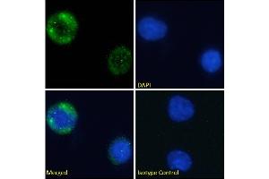 Immunofluorescence staining of fixed Jurkat cells with anti-CD105 antibody NL-1. (Recombinant MME antibody)