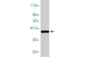 Western Blot detection against Immunogen (42. (NPPA antibody  (AA 1-153))