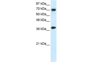 Western Blotting (WB) image for anti-Transcription Elongation Factor A Protein 1 (TCEA1) antibody (ABIN2460719) (TCEA1 antibody)