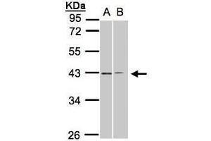 WB Image Sample(30 ug whole cell lysate) A:293T B:H1299 10% SDS PAGE antibody diluted at 1:1000 (GALR2 antibody  (C-Term))
