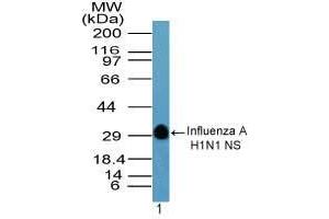 Image no. 1 for anti-Hemagglutinin antibody (Influenza A Virus H1N1 (A/Swine/Iowa/15/1930 H1N1)) (AA 205-220) (ABIN960232) (Hemagglutinin antibody  (AA 205-220))