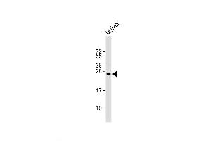 Western Blot at 1:2000 dilution + mouse liver lysate Lysates/proteins at 20 ug per lane. (IGF2 antibody  (AA 39-68))