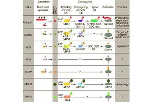 Conjugation pathways for ubiquitin and ubiquitin-like modifiers (UBLs). (Hub1 antibody)