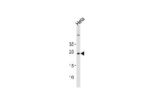 BLOC1S4抗体（AA 114-143）