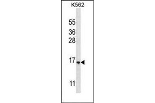 STARD5 antibody  (N-Term)