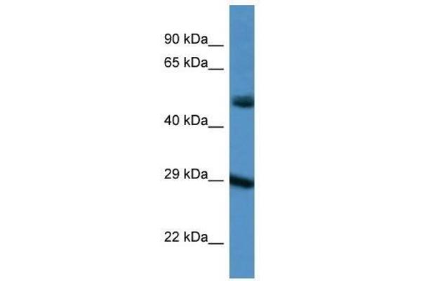 Gap Junction Protein, delta 3, 31.9kDa (GJD3) (C-Term) antibody