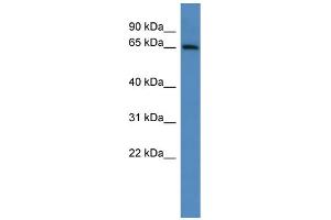 WB Suggested Anti-Adam23 Antibody Titration:  0. (Adam23 antibody  (C-Term))