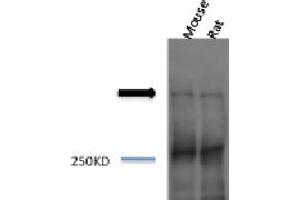 Piccolo Western Blot. (PCLO antibody)