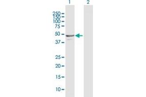 Western Blot analysis of NAPRT1 expression in transfected 293T cell line by NAPRT1 MaxPab polyclonal antibody. (NAPRT1 antibody  (AA 1-466))