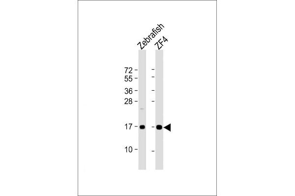 NDUFAF3 antibody  (N-Term)