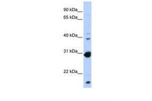 Image no. 1 for anti-Nuclear Receptor Subfamily 0, Group B, Member 2 (NR0B2) (AA 146-195) antibody (ABIN6737786) (NR0B2 antibody  (AA 146-195))