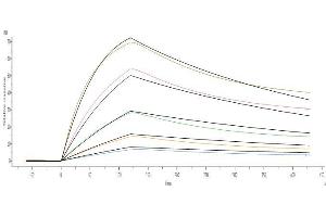 Surface Plasmon Resonance (SPR) image for Angiotensin I Converting Enzyme 2 (ACE2) protein (His tag,AVI tag,Biotin) (ABIN6952431)