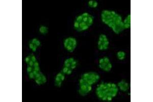 Immunocytochemistry (ICC) image for anti-Histone 3 (H3) (H3K4me) antibody (ABIN1112911) (Histone 3 antibody  (H3K4me))