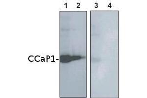 5ug (1,3) and 2. (AtCCaP1 antibody)