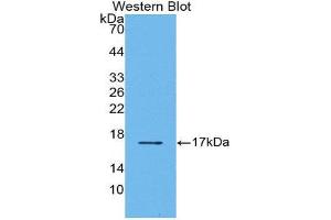 Western Blotting (WB) image for anti-Transforming Growth Factor, beta 2 (TGFB2) (AA 303-414) antibody (ABIN1078604) (TGFB2 antibody  (AA 303-414))