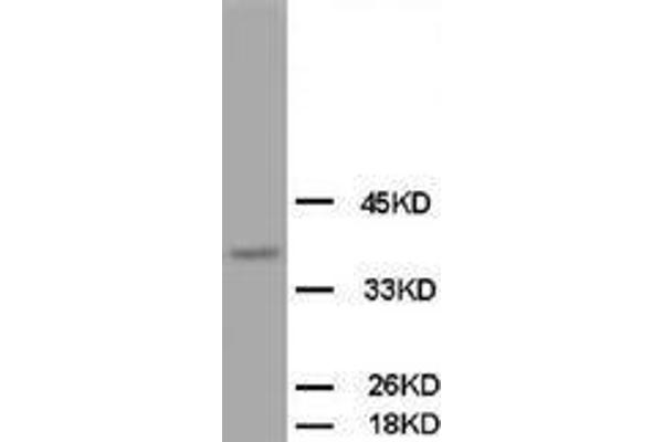 OPCML antibody  (C-Term)