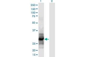 Western Blot analysis of IL12A expression in transfected 293T cell line by IL12A monoclonal antibody (M02), clone 1A6. (IL12A antibody  (AA 144-253))