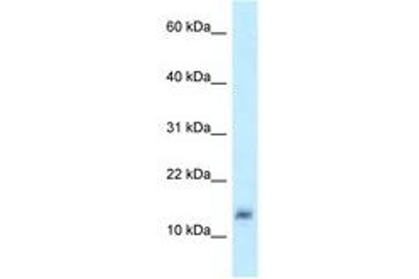 溶菌酶样4抗体（AA 57-106）