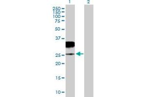 Western Blot analysis of GZMH expression in transfected 293T cell line by GZMH MaxPab polyclonal antibody. (GZMH antibody  (AA 1-246))