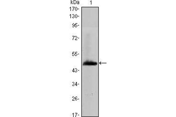 HAS1 antibody