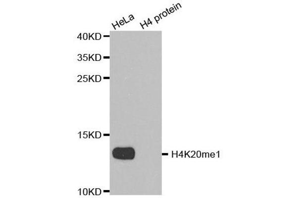 Histone H4 antibody  (meLys20)