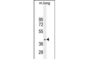 RN Antibody (C-term) (ABIN655838 and ABIN2845252) western blot analysis in mouse lung tissue lysates (35 μg/lane). (RNF215 antibody  (C-Term))