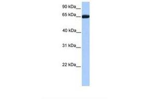 Image no. 1 for anti-Retinoid X Receptor, beta (RXRB) (AA 451-500) antibody (ABIN6737878) (Retinoid X Receptor beta antibody  (AA 451-500))