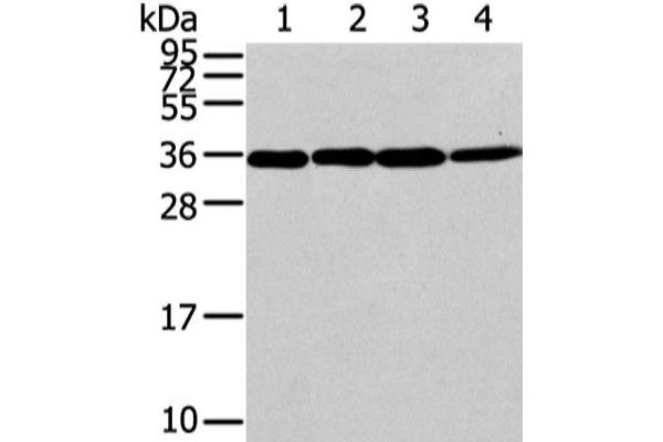 CBX7 antibody