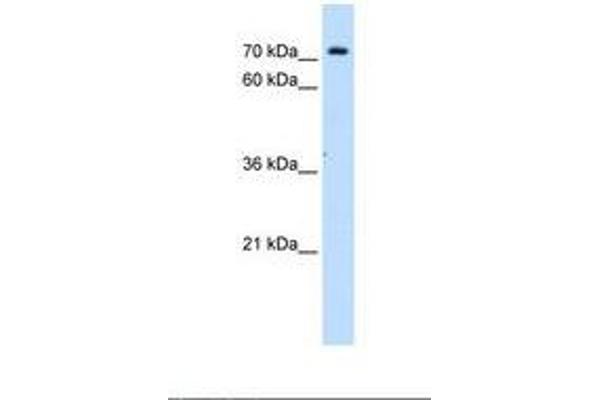 Solute Carrier Family 5 (Sodium/inositol Cotransporter), Member 11 (SLC5A11) (AA 226-275) antibody