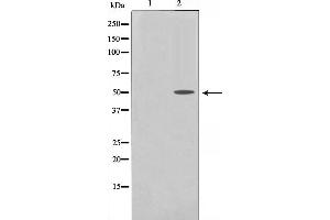 Western blot analysis of PDCD4 phosphorylation expression in serum treated 293 whole cell lysates,The lane on the left is treated with the antigen-specific peptide. (PDCD4 antibody  (pSer457))