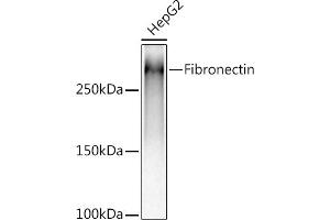 Western blot analysis of extracts of HepG2 cells, using (ABIN6133698, ABIN6135676, ABIN6135677 and ABIN7101415) at 1:5000 dilution. (Fibronectin 1 antibody)