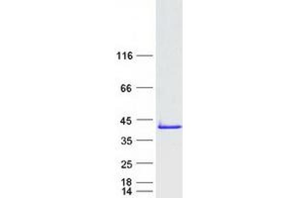 TCEAL5 Protein (Myc-DYKDDDDK Tag)