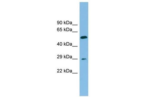 TM4SF20 antibody  (Middle Region)