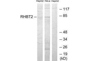 RHOBTB2抗体