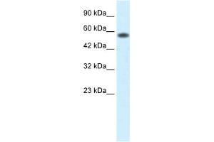 PCYOX1 antibody  (C-Term)