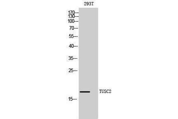 TUSC2 anticorps  (Internal Region)