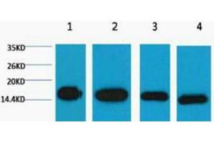 Western Blotting (WB) image for anti-Histone 3 (H3) antibody (ABIN3181110) (Histone 3 antibody)