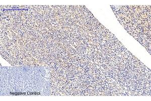 Immunohistochemical analysis of paraffin-embedded rat kidney tissue. (MEK1/2 Antikörper  (pSer218, pSer222))