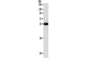 Western Blotting (WB) image for anti-Neuropeptide Y Receptor Y1 (NPY1R) antibody (ABIN2426773) (NPY1R antibody)