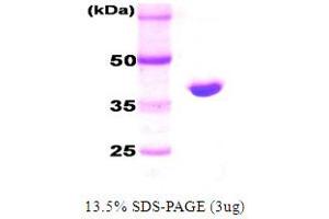 SDS-PAGE (SDS) image for DnaK (AA 1-384) protein (ABIN666809) (DnaK (AA 1-384) Protein)