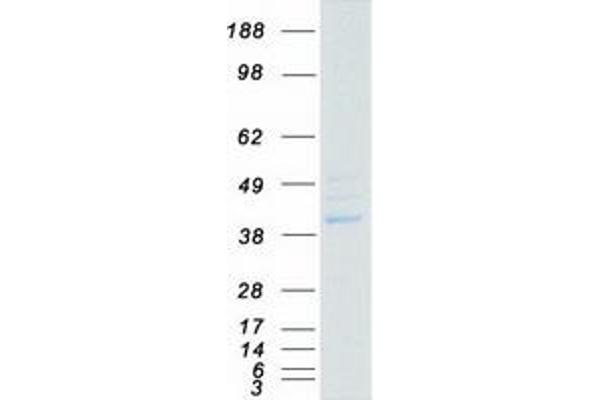 PPM1K Protein (Myc-DYKDDDDK Tag)