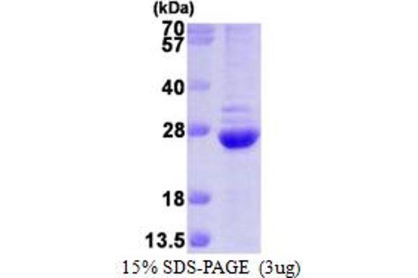 PSMB6 Protein (AA 35-239) (His tag)