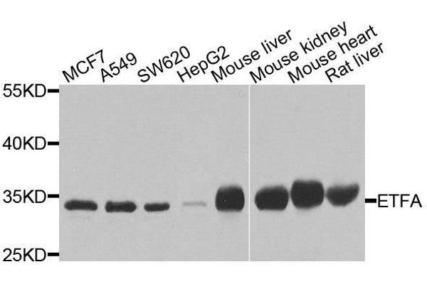 ETFA antibody  (AA 1-333)