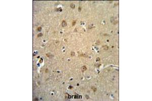 RTN4RL1 Antibody IHC analysis in formalin fixed and paraffin embedded human brain tissue followed by peroxidase conjugation of the secondary antibody and DAB staining. (RTN4RL1 antibody  (C-Term))