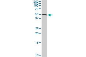 AGER MaxPab rabbit polyclonal antibody. (RAGE antibody  (AA 1-404))