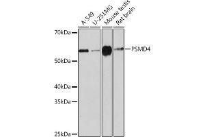 Western blot analysis of extracts of various cell lines, using PSMD4 Rabbit mAb (ABIN1681255, ABIN3017957, ABIN3017958 and ABIN7101547) at 1:1000 dilution. (PSMD4/ASF antibody)