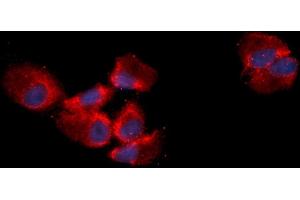 Immunofluorescence (IF) image for anti-Amyloid beta (A4) Precursor Protein (APP) (AA 18-289) antibody (APC) (ABIN5566498) (APP antibody  (AA 18-289) (APC))