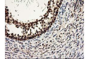 Image no. 1 for anti-Protein Arginine Methyltransferase 2 (PRMT2) antibody (ABIN1500417) (PRMT2 antibody)