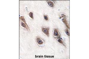 Formalin-fixed and paraffin-embedded human brain tissue reacted with GRB2 antibody , which was peroxidase-conjugated to the secondary antibody, followed by DAB staining. (GRB2 antibody  (AA 89-118))